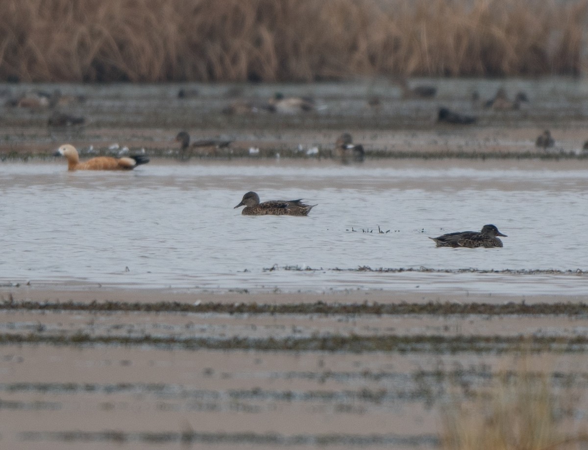 Falcated Duck - ML72914671