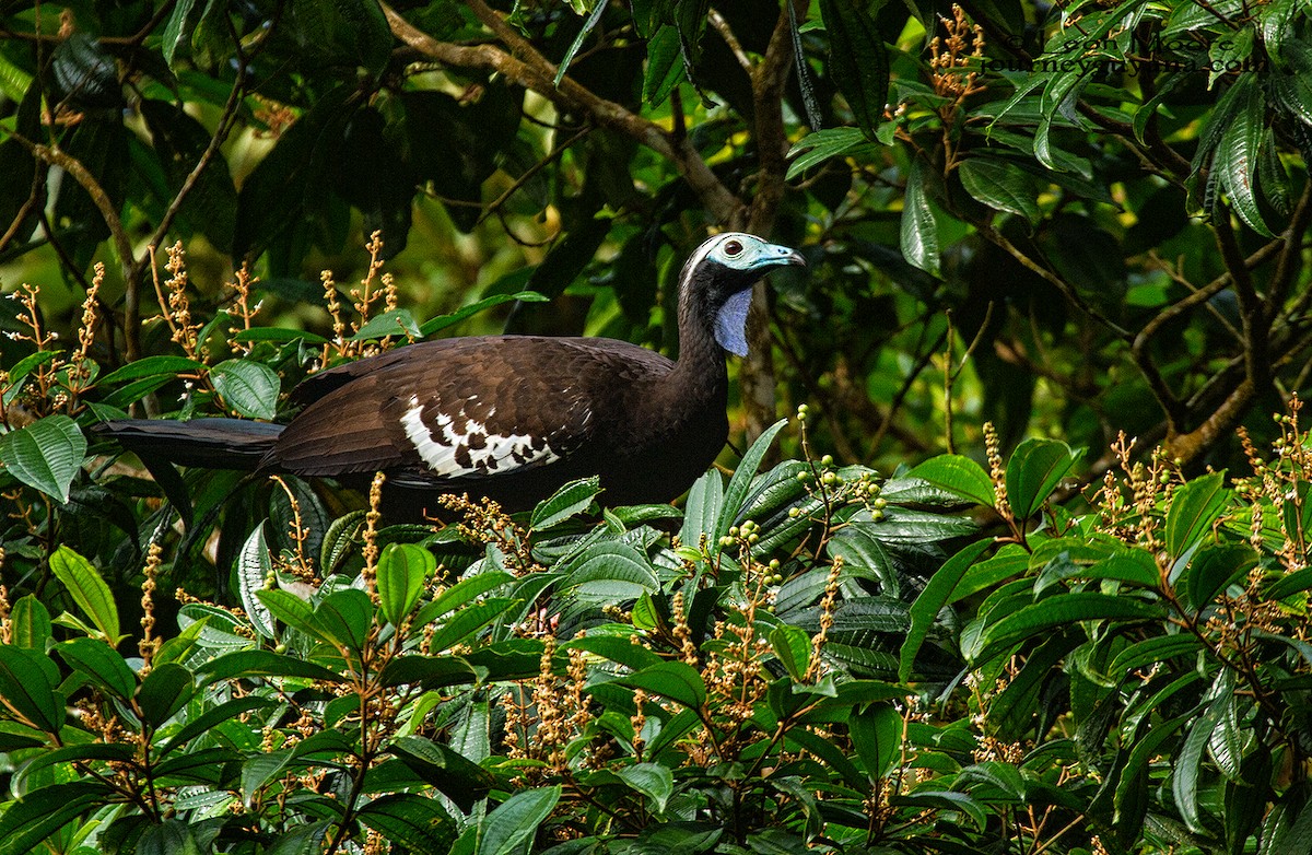 Trinidad Piping-Guan - Leon Moore