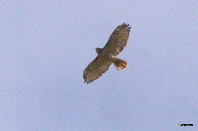 Red-tailed Hawk - John Corcoran