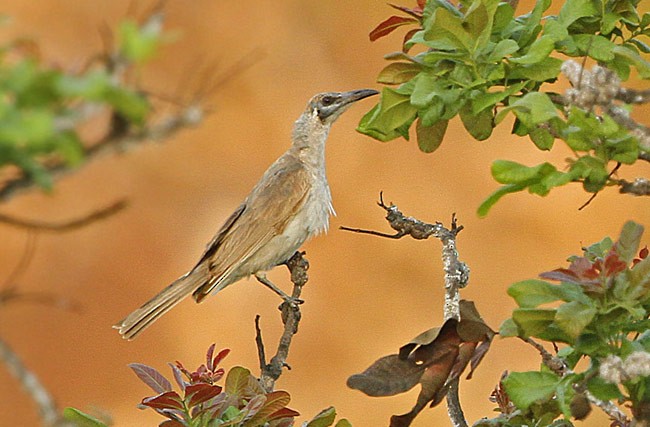 Gray Friarbird - ML729182