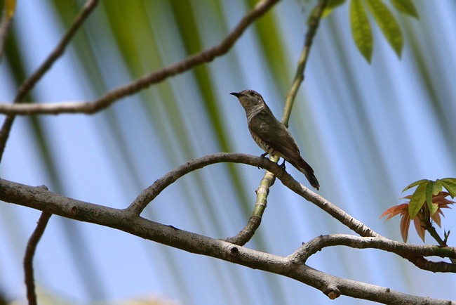 Little Bronze-Cuckoo (Banda) - ML729183