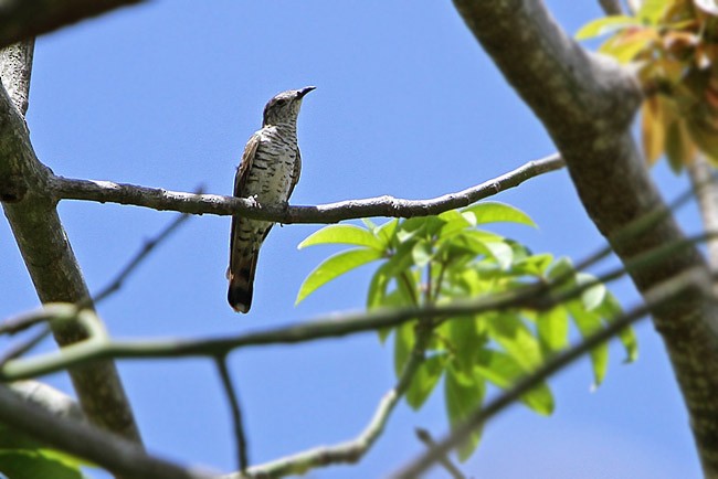 Little Bronze-Cuckoo (Banda) - James Eaton