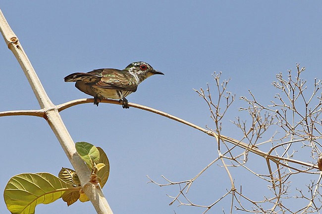 Cuclillo Menudo (rufomerus/salvadorii) - ML729185