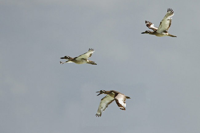 Beach Thick-knee - ML729189