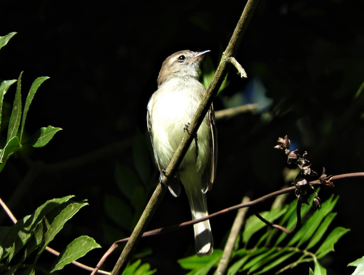 Northern Mouse-colored Tyrannulet - Gabriel Camilo Jaramillo Giraldo