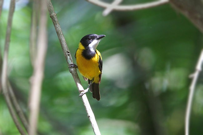 Rusty-breasted Whistler (Rusty-breasted) - ML729195