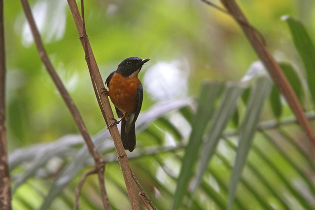 Sulawesi Blue Flycatcher (Tanahjampea) - ML729197