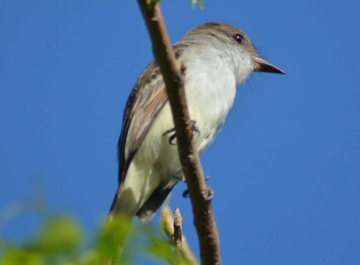 La Sagra's Flycatcher - ML72920111