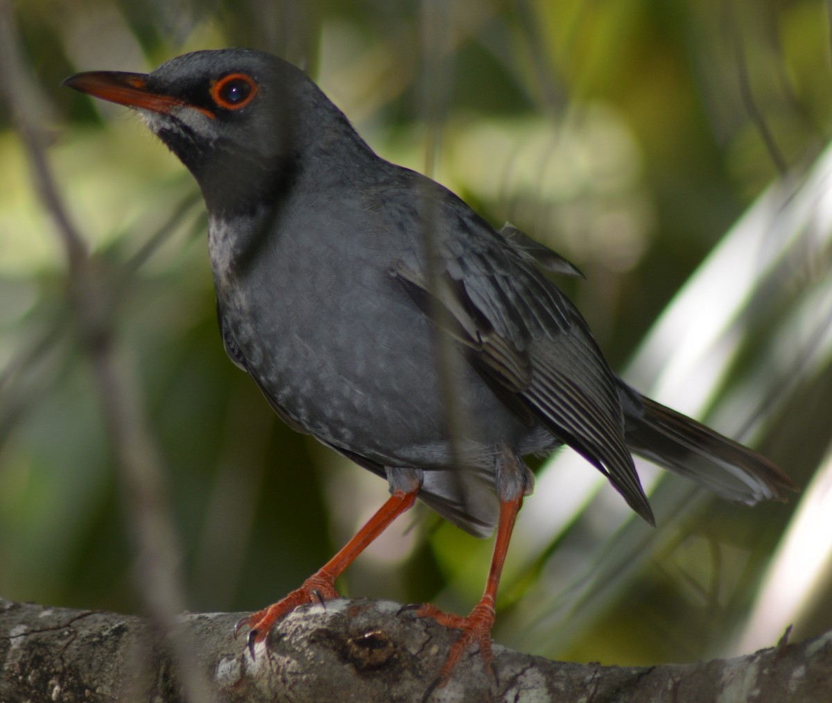 Red-legged Thrush - ML72920141