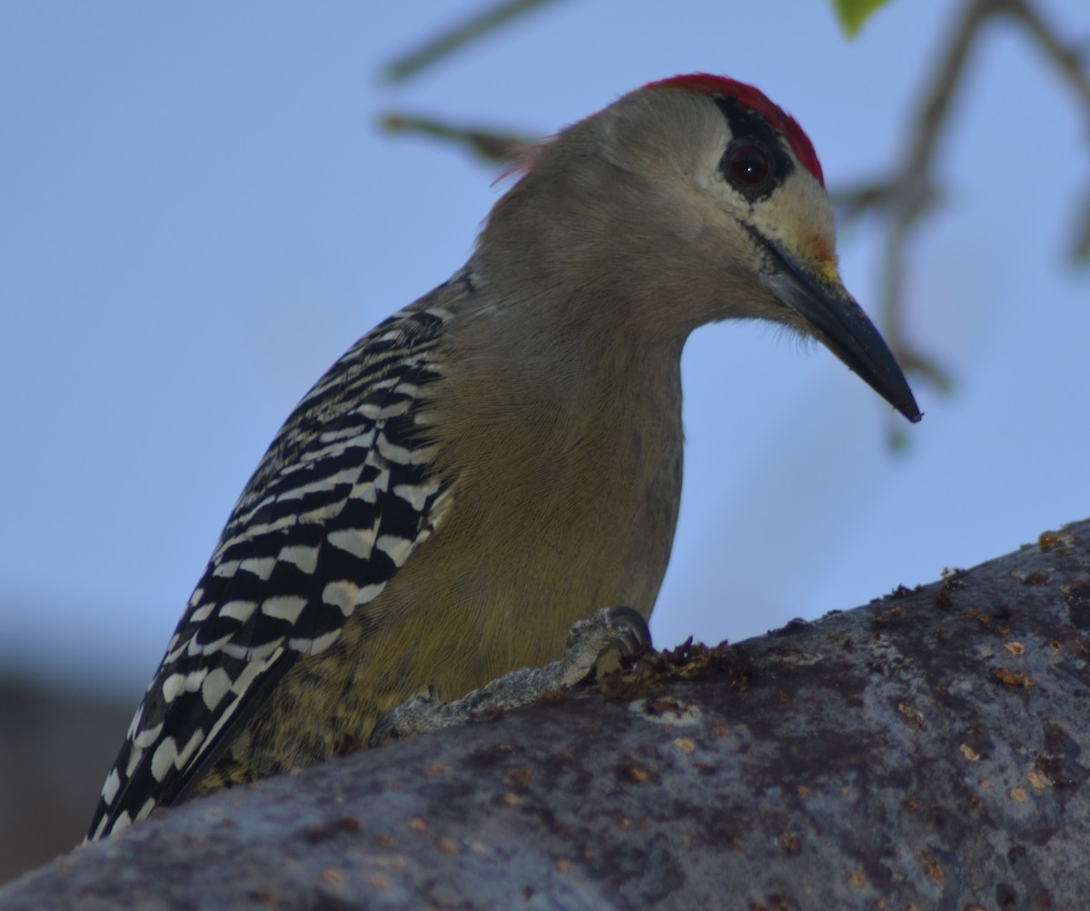 West Indian Woodpecker - ML72920171