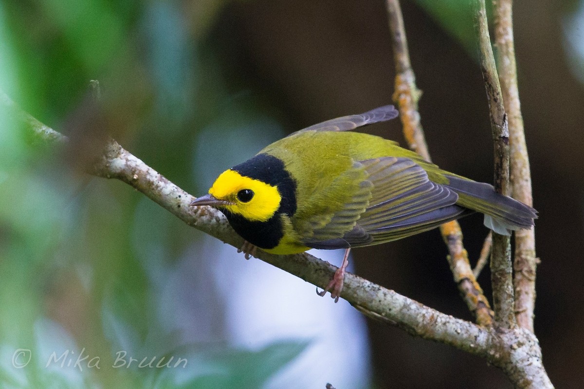 Hooded Warbler - ML72920251
