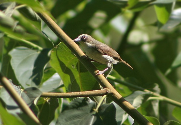 Zostérops à bec fort - ML729203