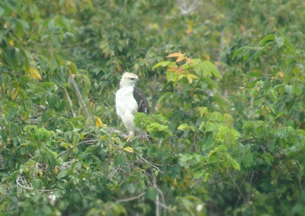 Flores Hawk-Eagle - ML729216