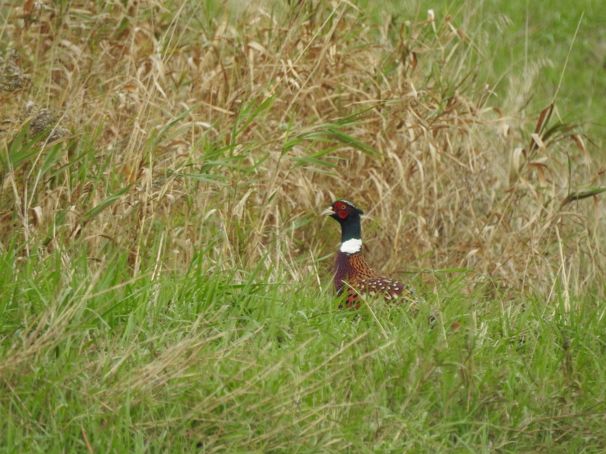 Ring-necked Pheasant - Nicole Wingfield