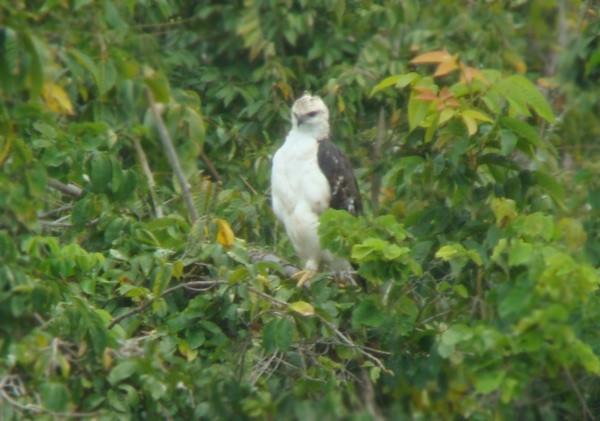 Aigle de Florès - ML729217