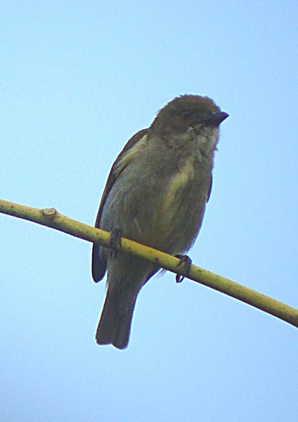 Golden-rumped Flowerpecker - James Eaton