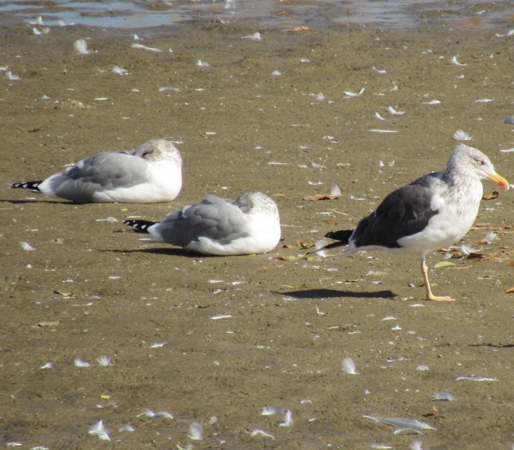 Lesser Black-backed Gull - ML72922211