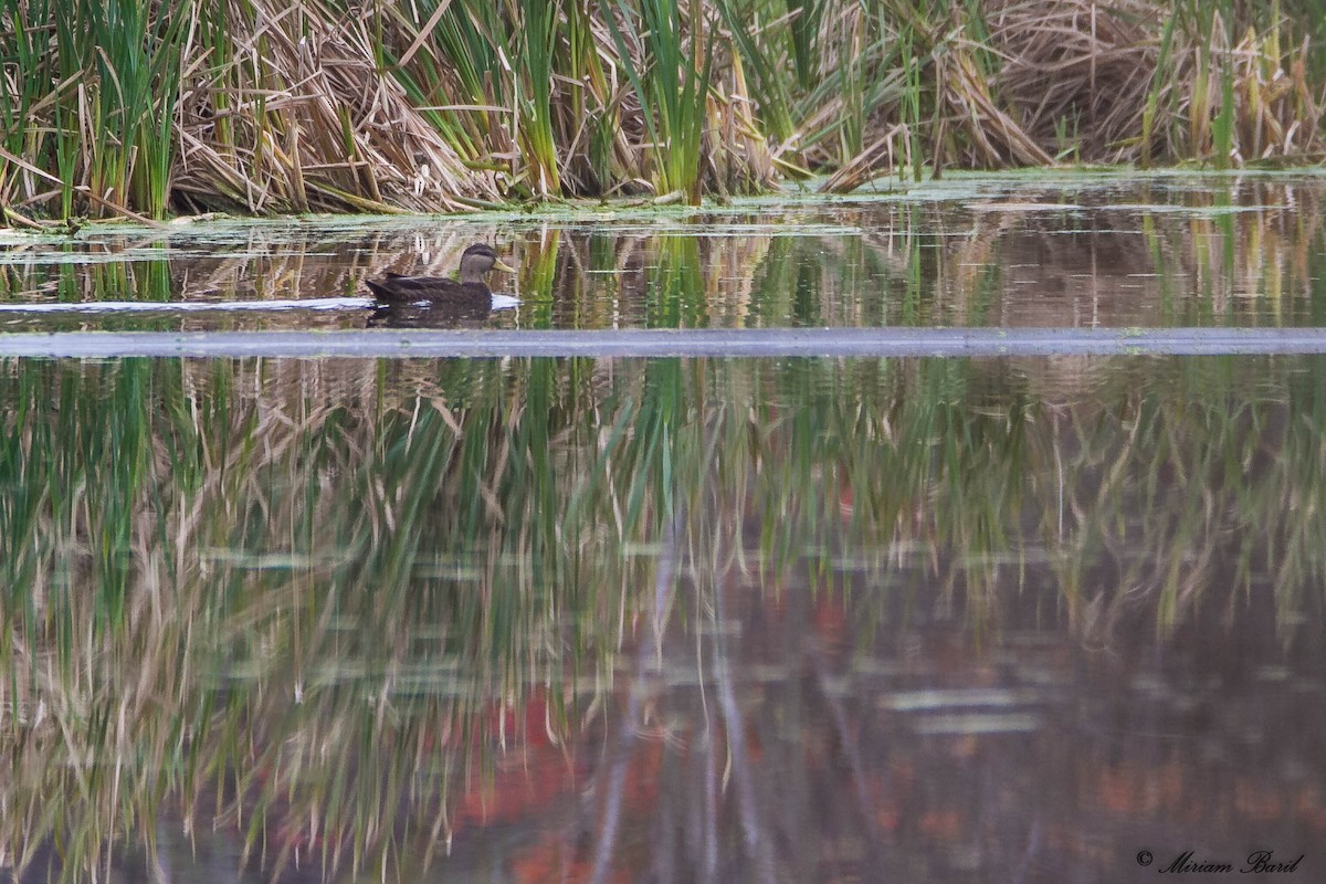 rødfotand - ML72922271