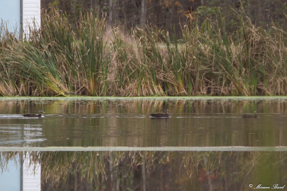 rødfotand - ML72922291