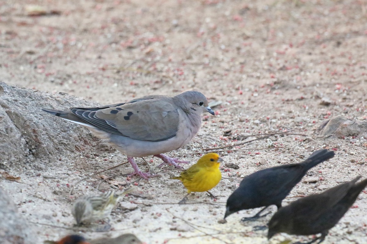 Eared Dove - ML72922361