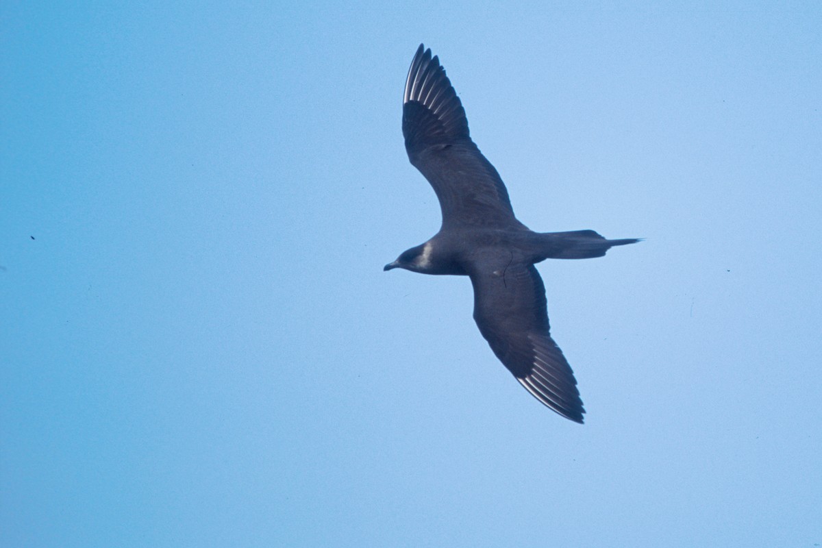 Parasitic Jaeger - ML72922761