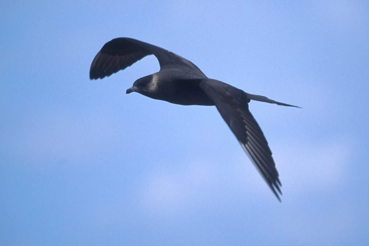 Parasitic Jaeger - ML72922781