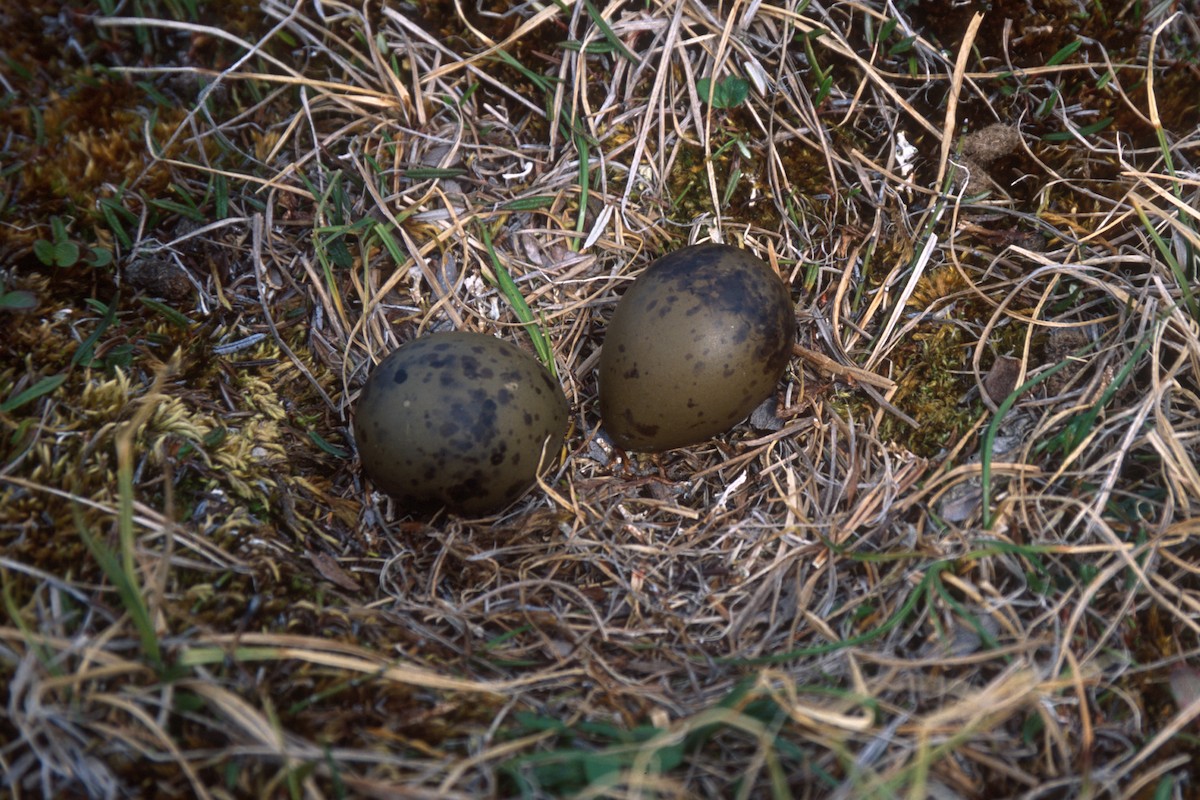 Parasitic Jaeger - ML72922791