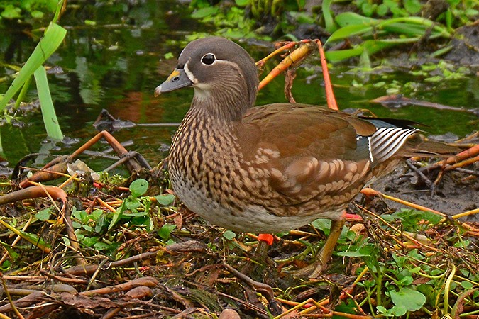 Mandarin Duck - Guido Bennen