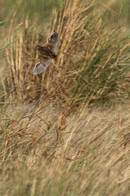 Sumba Buttonquail - ML729244