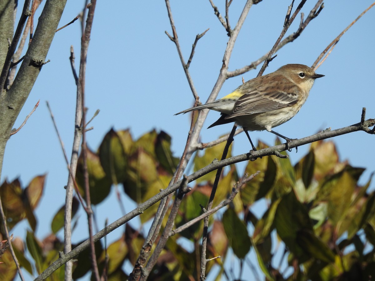 Yellow-rumped Warbler - Nicole Wingfield