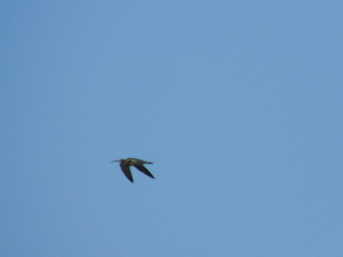 Whimbrel (European) - James Lee