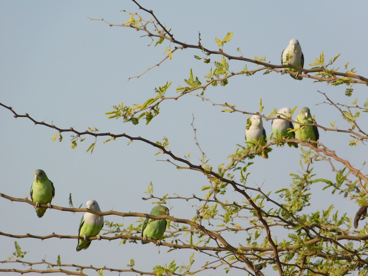 Gray-headed Lovebird - ML72925701