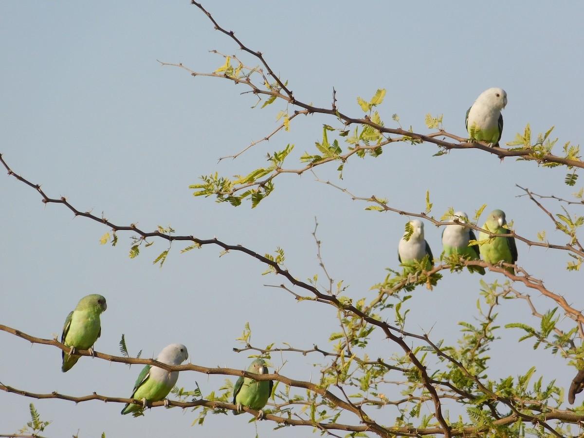 Gray-headed Lovebird - ML72925711