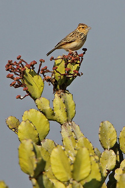 Burmese Bushlark - ML729260