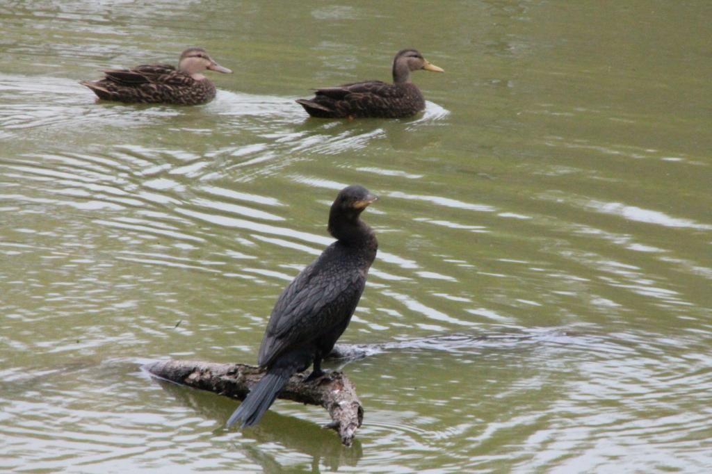 Neotropic Cormorant - ML72926041