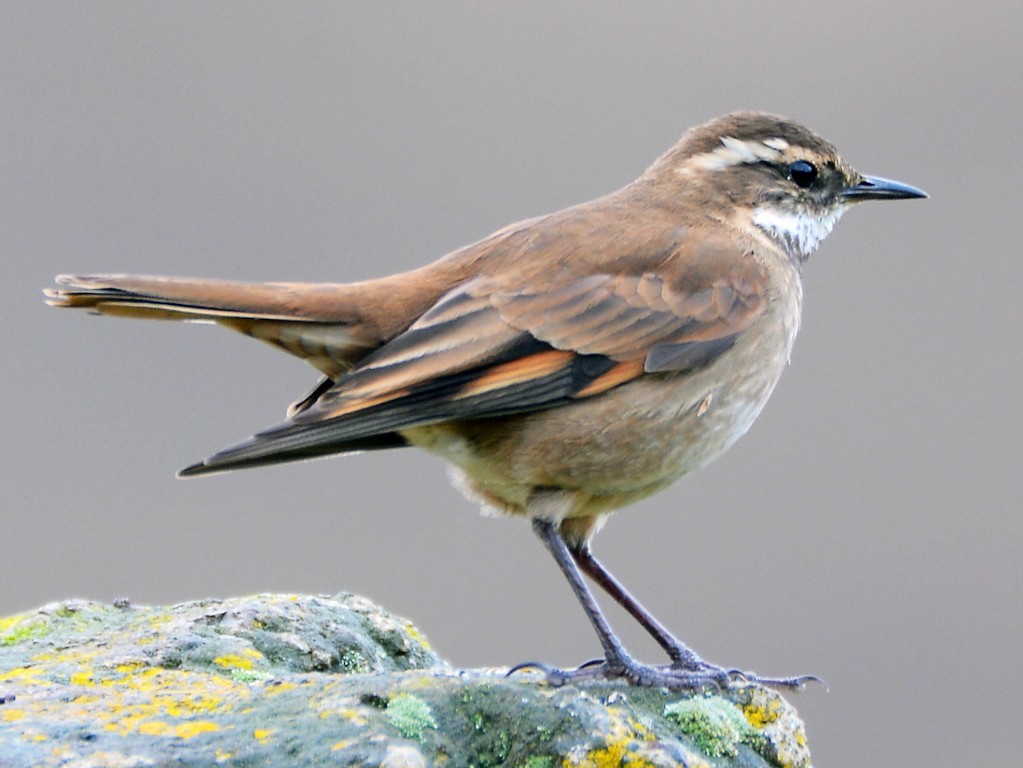 Cinclodes Alicastaño — imagen 3