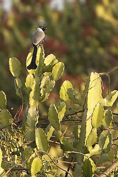 Hooded Treepie - ML729262