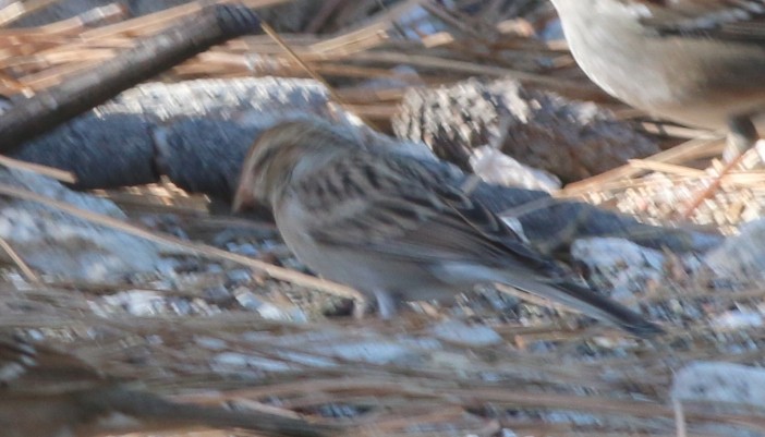 Chipping Sparrow - Lance Benner