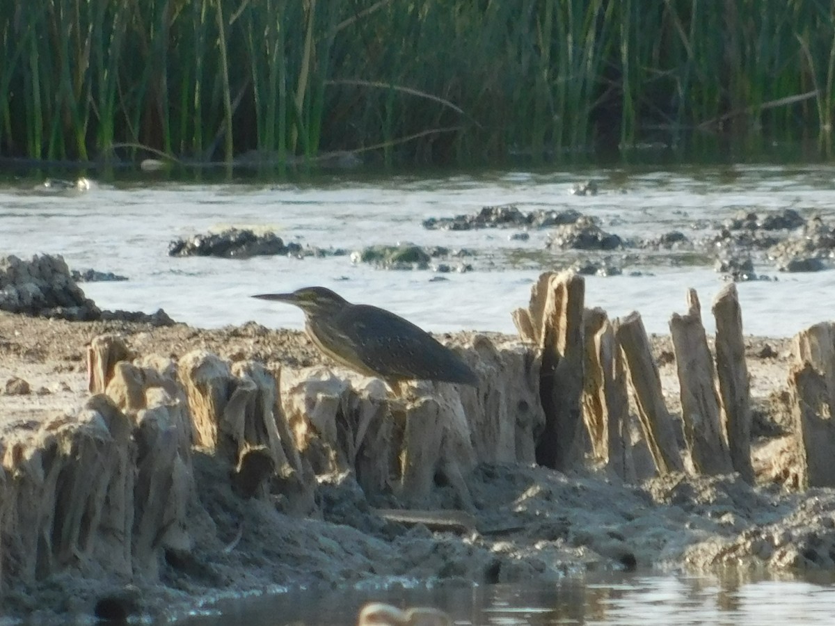 Striated Heron - ML72926851