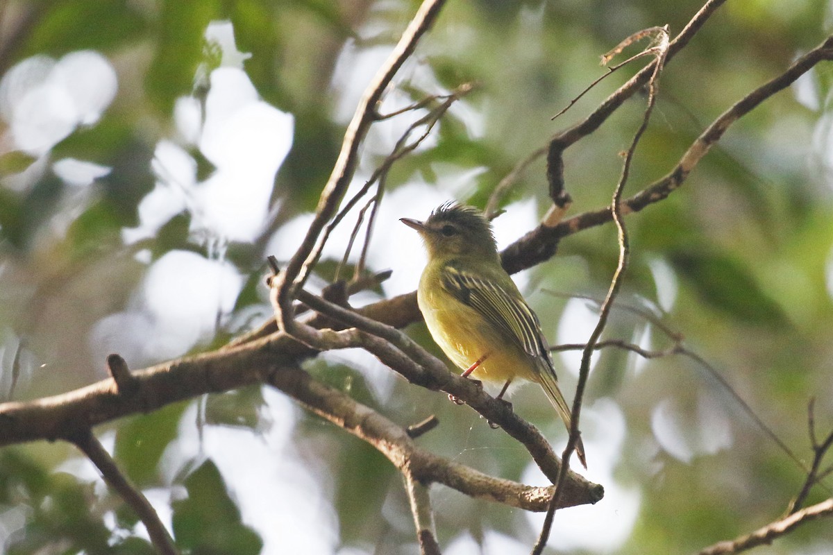 Yellow-olive Flatbill - David Lang