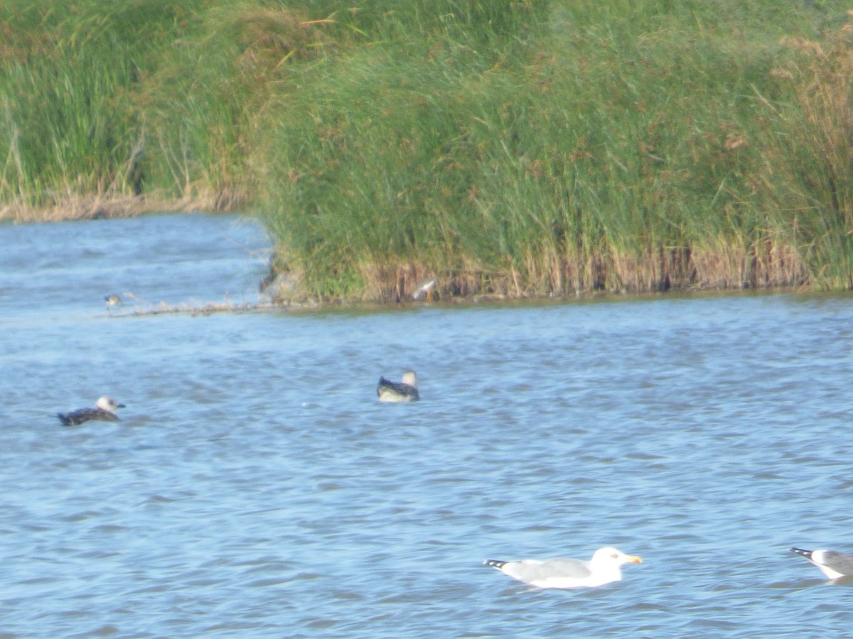 Lesser Yellowlegs - ML72927801