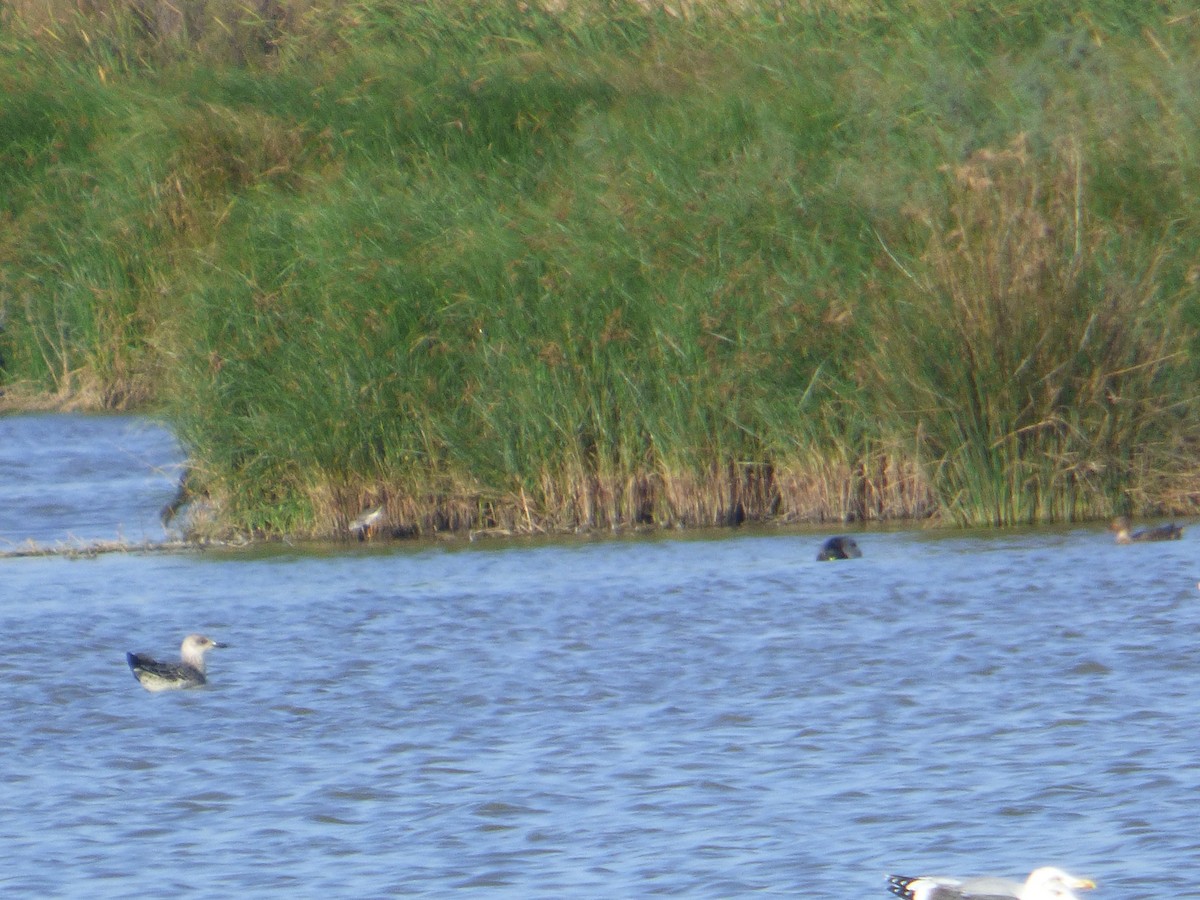 Lesser Yellowlegs - Lars Gonçalves