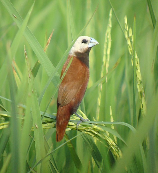 White-capped Munia - ML729280