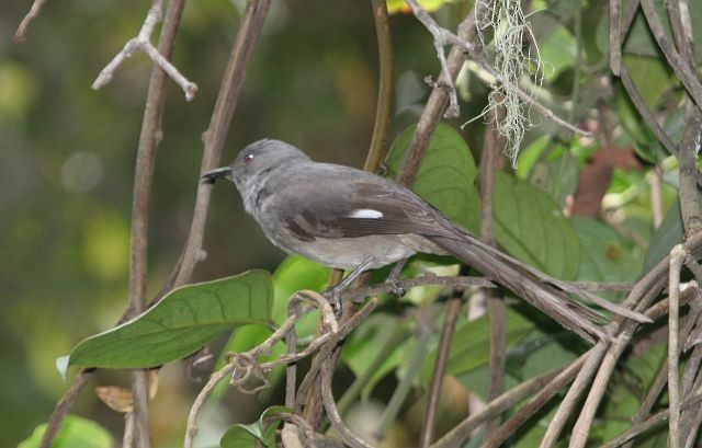 Long-tailed Sibia - ML729291