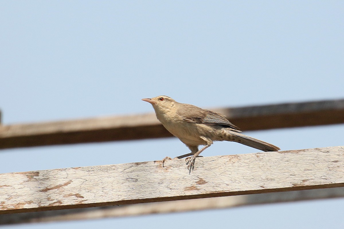 Thrush-like Wren - David Lang