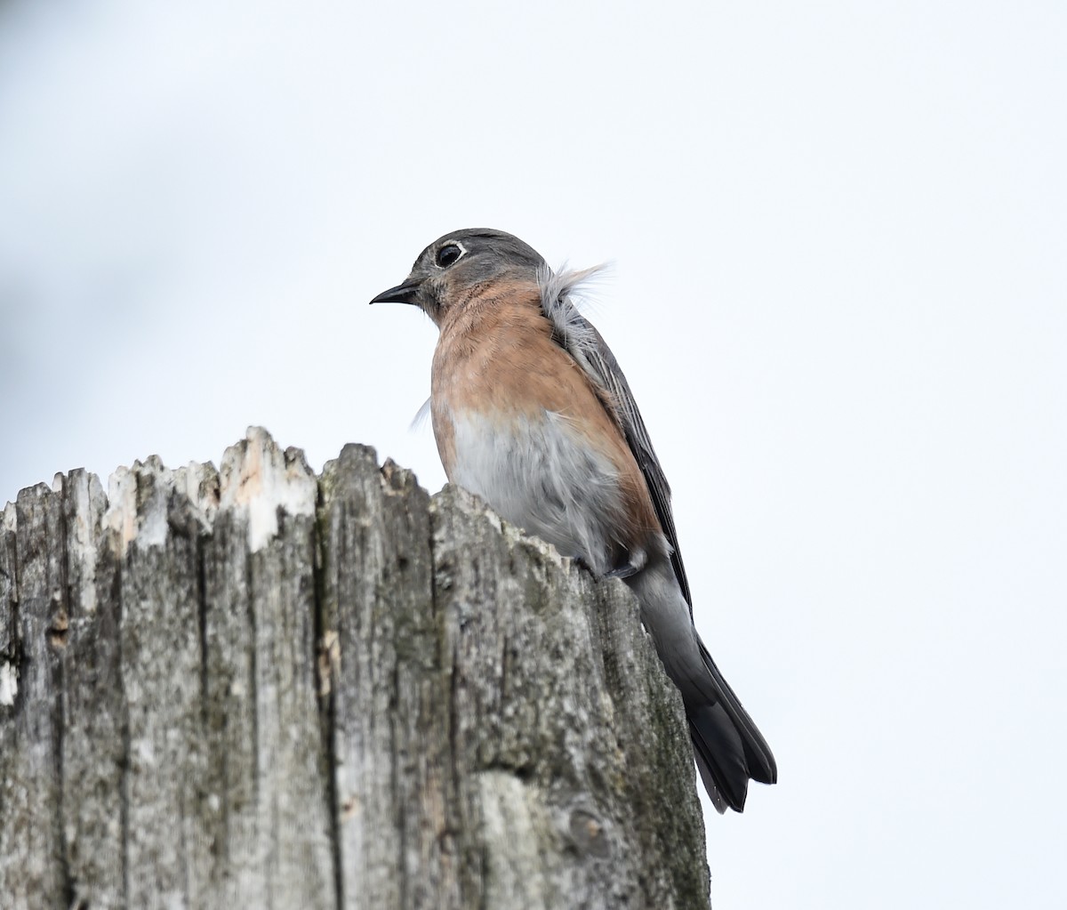 Eastern Bluebird - ML72930271