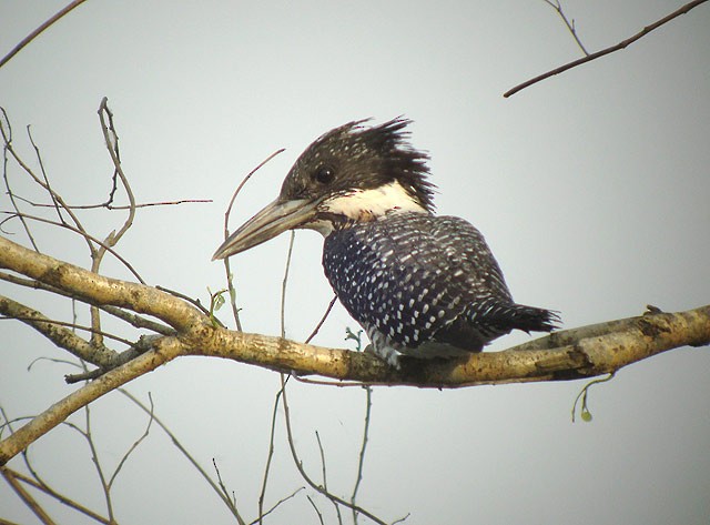 Crested Kingfisher - James Eaton