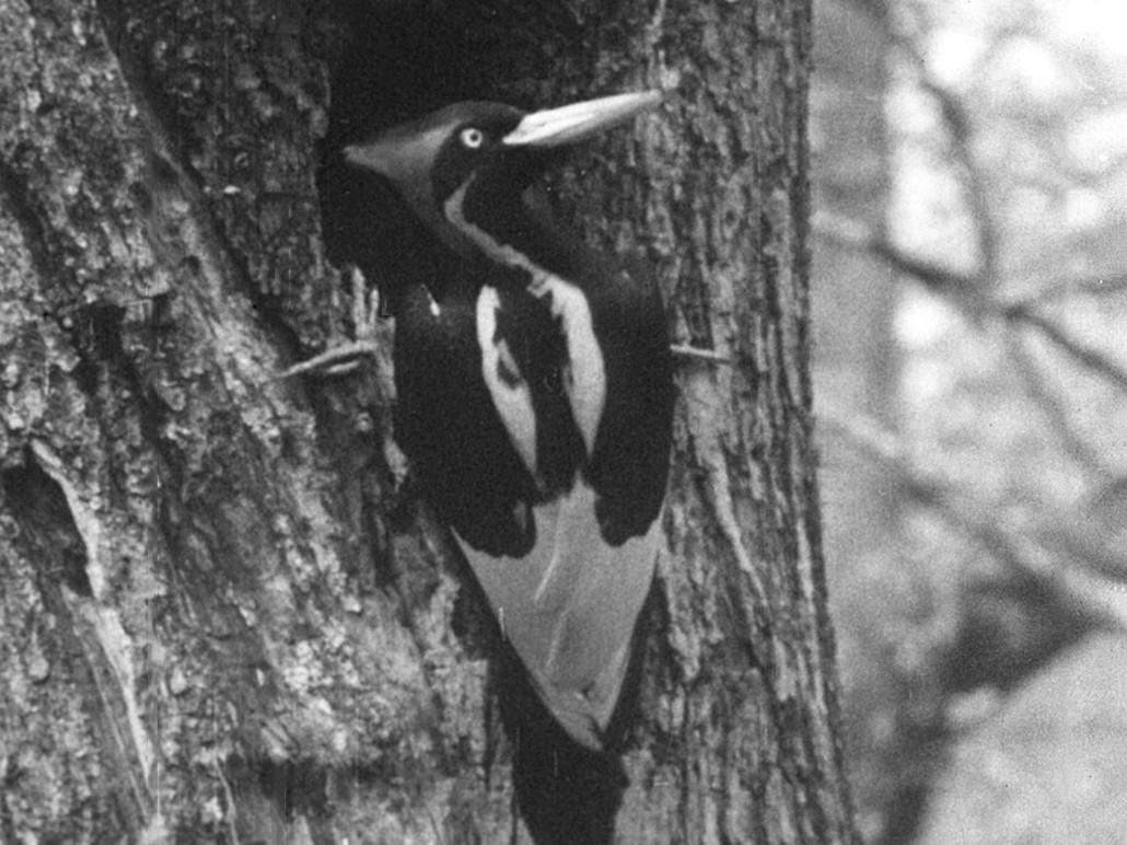 Ivory-billed Woodpecker (Northern) - ML72932701