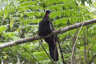  - Black-fronted Piping-Guan