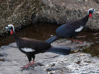  - Black-fronted Piping-Guan